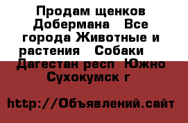 Продам щенков Добермана - Все города Животные и растения » Собаки   . Дагестан респ.,Южно-Сухокумск г.